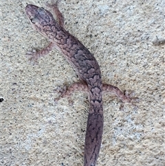 Christinus marmoratus (Southern Marbled Gecko) at Burrinjuck, NSW - 17 Feb 2025 by Bidge