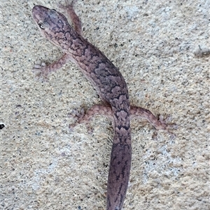 Christinus marmoratus (Southern Marbled Gecko) at Burrinjuck, NSW - 17 Feb 2025 by Bidge