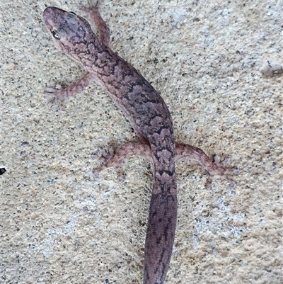 Christinus marmoratus (Southern Marbled Gecko) at Burrinjuck, NSW - 17 Feb 2025 by Bidge