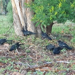 Corcorax melanorhamphos (White-winged Chough) at Lyons, ACT - 12 Feb 2025 by jmcleod