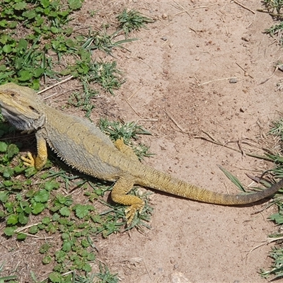 Pogona barbata (Eastern Bearded Dragon) at Duffy, ACT - 16 Feb 2025 by jmcleod