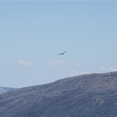 Aquila audax (Wedge-tailed Eagle) at Bimberi, NSW - 3 Feb 2025 by RAllen