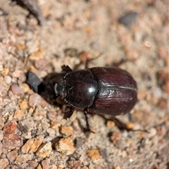 Unidentified Scarab beetle (Scarabaeidae) at Wilsons Valley, NSW - 16 Feb 2025 by Miranda