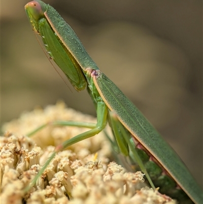 Orthodera ministralis (Green Mantid) at Wilsons Valley, NSW - 16 Feb 2025 by Miranda