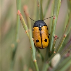 Cadmus (Cadmus) litigiosus (Leaf beetle) at Wilsons Valley, NSW - 16 Feb 2025 by Miranda