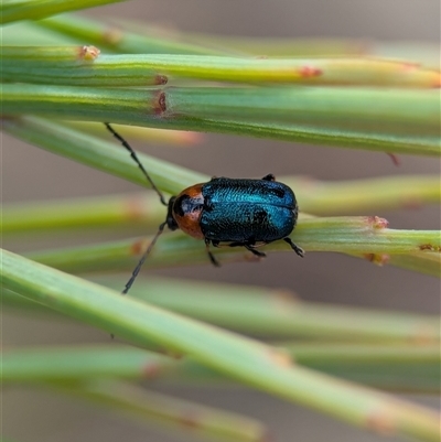 Aporocera (Aporocera) consors (A leaf beetle) at Wilsons Valley, NSW - 16 Feb 2025 by Miranda