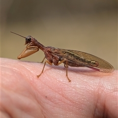 Mantispidae (family) (Unidentified mantisfly) at Wilsons Valley, NSW - 16 Feb 2025 by Miranda