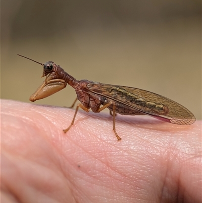 Mantispidae (family) (Unidentified mantisfly) at Wilsons Valley, NSW - 16 Feb 2025 by Miranda