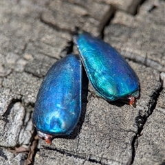 Lamprima aurata (Golden stag beetle) at Wilsons Valley, NSW - 16 Feb 2025 by Miranda