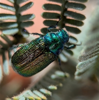 Diphucephala elegans (Green scarab beetle) at Wilsons Valley, NSW - 16 Feb 2025 by Miranda