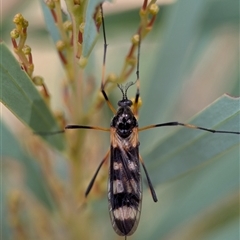 Gynoplistia (Gynoplistia) bella (A crane fly) at Wilsons Valley, NSW - 16 Feb 2025 by Miranda