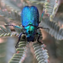 Diphucephala sp. (genus) (Green Scarab Beetle) at Wilsons Valley, NSW - 16 Feb 2025 by Miranda