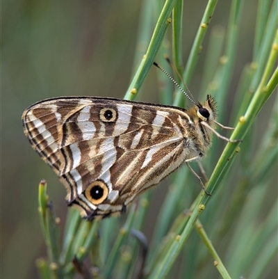 Oreixenica kershawi (Striped Xenica) at Wilsons Valley, NSW - 16 Feb 2025 by Miranda