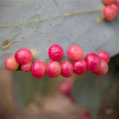 Unidentified Unidentified Insect Gall at Wilsons Valley, NSW - 16 Feb 2025 by Miranda