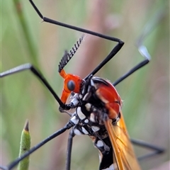 Clytocosmus helmsi (Helms' alpine crane fly) at Jindabyne, NSW - 16 Feb 2025 by Miranda