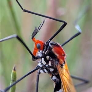 Clytocosmus helmsi at Jindabyne, NSW - 16 Feb 2025 04:26 PM