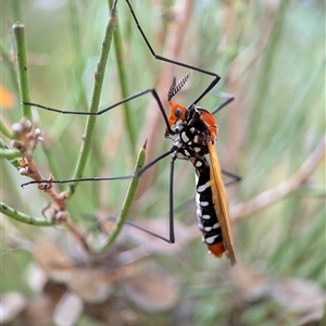 Clytocosmus helmsi at Jindabyne, NSW - 16 Feb 2025 04:26 PM