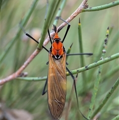 Clytocosmus helmsi at Jindabyne, NSW - 16 Feb 2025 04:26 PM