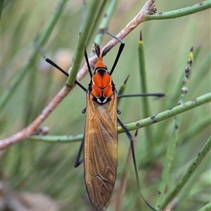 Clytocosmus helmsi at Jindabyne, NSW - 16 Feb 2025 04:26 PM