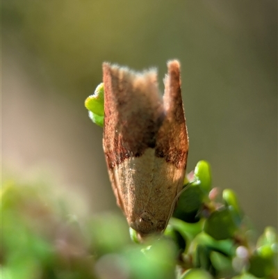 Epiphyas postvittana (Light Brown Apple Moth) at Wilsons Valley, NSW - 17 Feb 2025 by Miranda