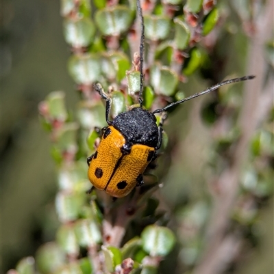 Cadmus (Cadmus) litigiosus (Leaf beetle) at Wilsons Valley, NSW - 17 Feb 2025 by Miranda