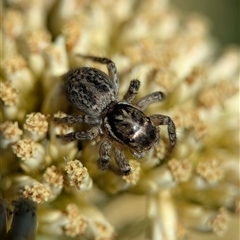 Unidentified Jumping or peacock spider (Salticidae) at Wilsons Valley, NSW - 17 Feb 2025 by Miranda