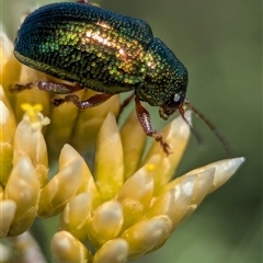 Edusella sp. (genus) (A leaf beetle) at Wilsons Valley, NSW - 17 Feb 2025 by Miranda