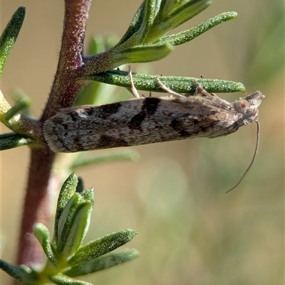 Epiphyas xylodes (A Tortricid moth (Tortricinae)) at Wilsons Valley, NSW - 17 Feb 2025 by Miranda