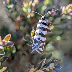 Technitis amoenana (A tortrix or leafroller moth) at Wilsons Valley, NSW - 17 Feb 2025 by Miranda