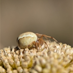 Unidentified Spider at Wilsons Valley, NSW - 17 Feb 2025 by Miranda