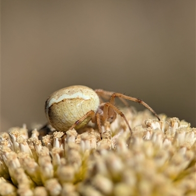 Unidentified Spider at Wilsons Valley, NSW - 17 Feb 2025 by Miranda