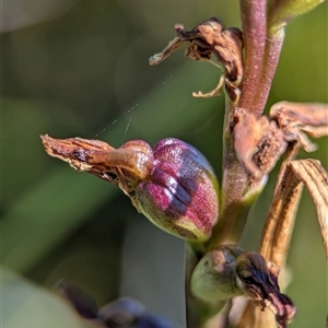 Unidentified Plant at Wilsons Valley, NSW - Yesterday by Miranda