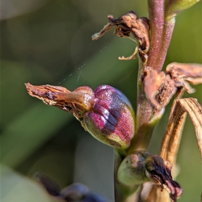 Prasophyllum sp. (A Leek Orchid) at Wilsons Valley, NSW - 17 Feb 2025 by Miranda