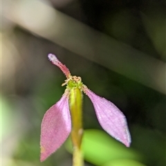 Eriochilus magenteus (Magenta Autumn Orchid) at Wilsons Valley, NSW - 17 Feb 2025 by Miranda