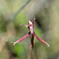 Eriochilus magenteus (Magenta Autumn Orchid) at Wilsons Valley, NSW - 17 Feb 2025 by Miranda