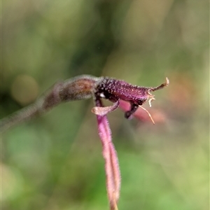 Eriochilus magenteus at Wilsons Valley, NSW - suppressed