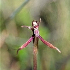 Eriochilus magenteus at Wilsons Valley, NSW - suppressed