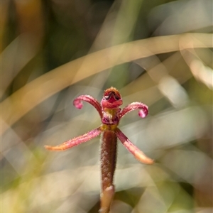 Eriochilus magenteus (Magenta Autumn Orchid) at Wilsons Valley, NSW - Yesterday by Miranda