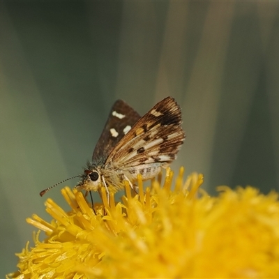 Anisynta monticolae (Montane grass-skipper) at Cotter River, ACT - 3 Feb 2025 by RAllen