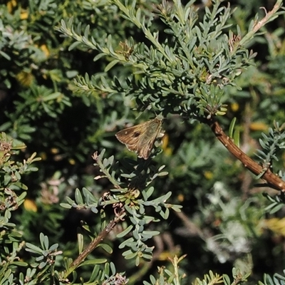 Timoconia flammeata (Bright Shield-skipper) at Bimberi, NSW - 3 Feb 2025 by RAllen