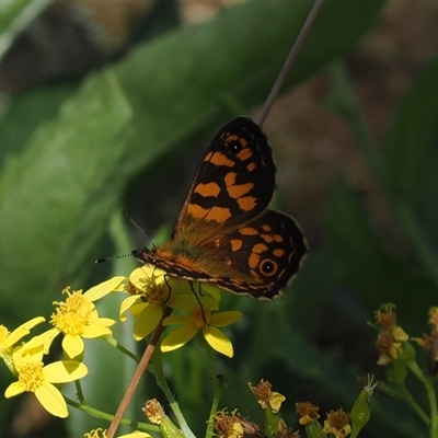 Oreixenica correae (Orange Alpine Xenica) at Bimberi, NSW - 3 Feb 2025 by RAllen