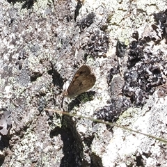 Geitoneura klugii (Marbled Xenica) at Bimberi, NSW - 3 Feb 2025 by RAllen