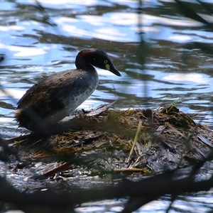 Tachybaptus novaehollandiae (Australasian Grebe) at Isabella Plains, ACT - 16 Feb 2025 by RodDeb