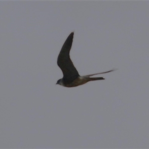 Falco longipennis (Australian Hobby) at Isabella Plains, ACT - 16 Feb 2025 by RodDeb