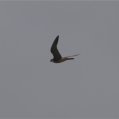 Falco longipennis at Isabella Plains, ACT - 16 Feb 2025 01:55 PM