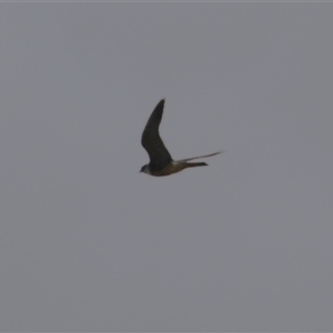 Falco longipennis at Isabella Plains, ACT - 16 Feb 2025 01:55 PM