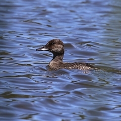 Oxyura australis (Blue-billed Duck) at Isabella Plains, ACT - 16 Feb 2025 by RodDeb