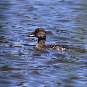 Oxyura australis at Isabella Plains, ACT - 16 Feb 2025 by RodDeb