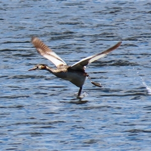 Podiceps cristatus at Isabella Plains, ACT - 16 Feb 2025 by RodDeb