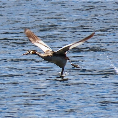 Podiceps cristatus (Great Crested Grebe) at Isabella Plains, ACT - 16 Feb 2025 by RodDeb